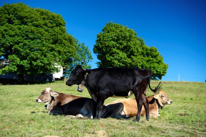 Galerie Ortsgemeinde Gommiswald