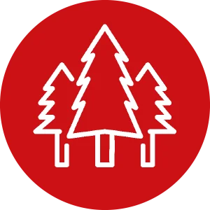 Zahlen-Fakten-Wald